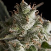 Pyramid  Cannabis  Seeds  Fresh  Candy