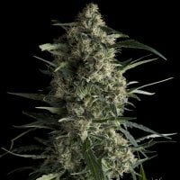 Pyramid  Cannabis  Seeds  Galaxy  Cbd