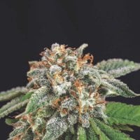 Pyramid  Cannabis  Seeds  Galaxy  X  Runtz  Limited  Edition  Gold  Line