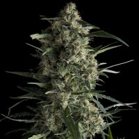 Pyramid  Cannabis  Seeds  Galaxy