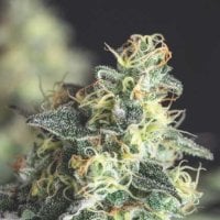 Pyramid  Cannabis  Seeds  Lemon  Larry  Og  Usa  Range