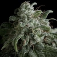 Pyramid  Cannabis  Seeds  Nefertiti