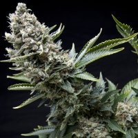 Pyramid  Cannabis  Seeds  New  York  City