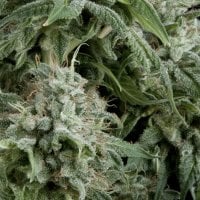 Pyramid  Cannabis  Seeds  Northern  Lights  Cbd  Auto