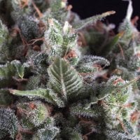 Pyramid  Cannabis  Seeds  Olympia