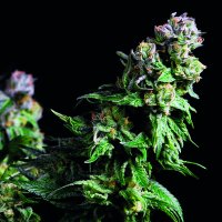 Pyramid  Cannabis  Seeds  Purple  Urkle