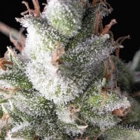 Pyramid  Cannabis  Seeds  Ramses