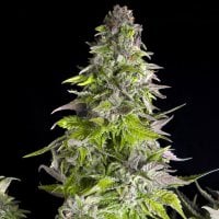 Pyramid  Cannabis  Seeds  Romulan