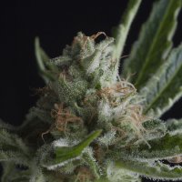 Pyramid  Cannabis  Seeds  Shark