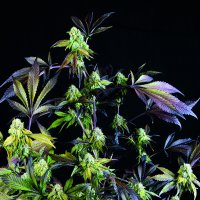 Pyramid  Cannabis  Seeds  Sunset  Sherbet