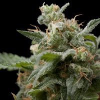 Pyramid  Cannabis  Seeds  Super  Hash