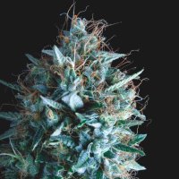 Pyramid  Cannabis  Seeds  Tutankhamon  X  Runtz  Limited  Edition  Gold  Line