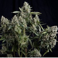 Pyramid  Cannabis  Seeds  Tutankhamon