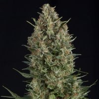 Pyramid  Cannabis  Seeds  Wembley