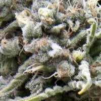 Pyramid  Cannabis  Seeds  White  Widow  Cbd  Auto