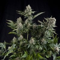 Pyramid  Cannabis  Seeds  White  Widow