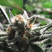 R Kiem Cannabis Seeds Condor Auto