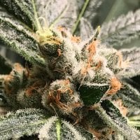 R Kiem Cannabis Seeds Dark Kush