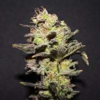 R  Kiem  Cannabis  Seeds  Icer