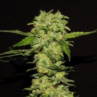 R  Kiem  Cannabis  Seeds  Portela