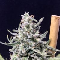 R  Kiem  Cannabis  Seeds  Thunderstorm  Auto