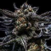 Ripper  Cannabis  Seeds  Auto  Zombie  Kush