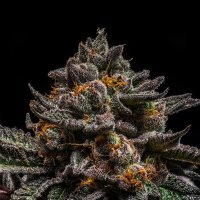 Ripper  Cannabis  Seeds  Brain  Cake