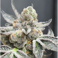 Ripper  Cannabis  Seeds  Break  Pad  Breath