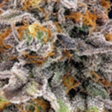 Ripper  Cannabis  Seeds  Candygaz