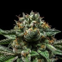 Ripper  Cannabis  Seeds  Chempie