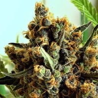Ripper  Cannabis  Seeds  Criminal