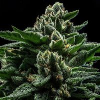 Ripper Cannabis Seeds Do G