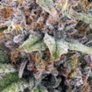 Ripper  Cannabis  Seeds  Eyeballz