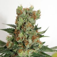 Ripper Cannabis Seeds Fuel Og