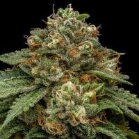 Ripper  Cannabis  Seeds  Kroma