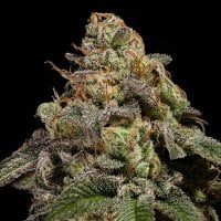 Ripper  Cannabis  Seeds  Omg