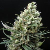 Ripper  Cannabis  Seeds  Ripper  Haze