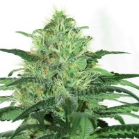 Ripper Cannabis Seeds Sideral