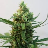 Ripper  Cannabis  Seeds  Toxic