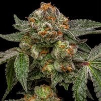 Ripper Cannabis Seeds Zake