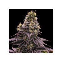 Ripper  Cannabis  Seeds  Zombie  Bride