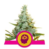 Royal Queen Cannabis Seeds Amg