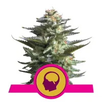 Royal Queen Cannabis Seeds Amnesia Haze