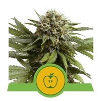 Royal  Queen  Cannabis  Seeds  Apple  Fritter  Auto