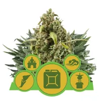 Royal Queen Cannabis Seeds Automatic Mix