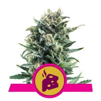 Royal Queen Cannabis Seeds Blue Cheese