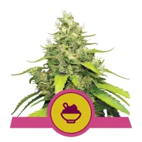 Royal  Queen  Cannabis  Seeds  Blue  Gelato