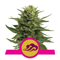 Royal Queen Cannabis Seeds Blue Mystic