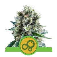 Royal  Queen  Cannabis  Seeds  Bubble  Kush  Automatic