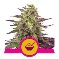 Royal Queen Cannabis Seeds Cereal Milk
